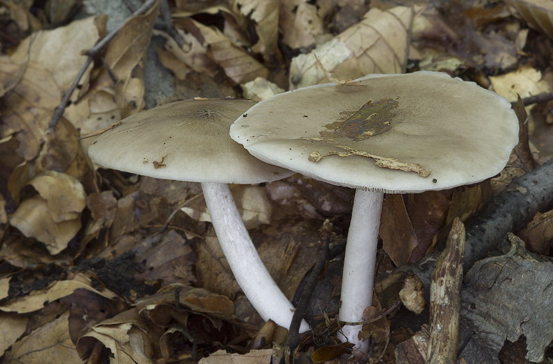 Pluteus cervinus